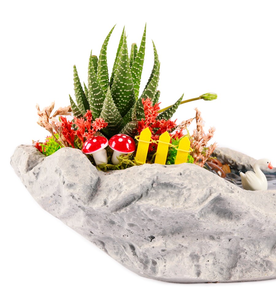 Marineris Serisi Haworthia Teraryum