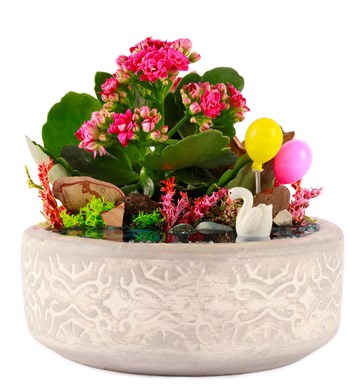 Beton Eskitme Balonlu Kalanchoe Teraryum