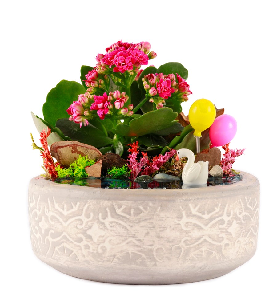 Beton Eskitme Balonlu Kalanchoe Teraryum