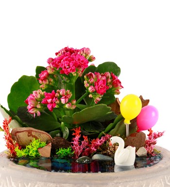 Beton Eskitme Balonlu Kalanchoe Teraryum