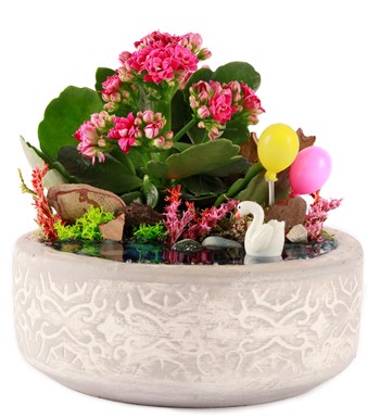 Beton Eskitme Balonlu Kalanchoe Teraryum