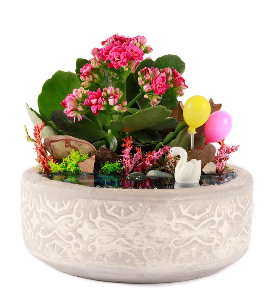 Beton Eskitme Balonlu Kalanchoe Teraryum