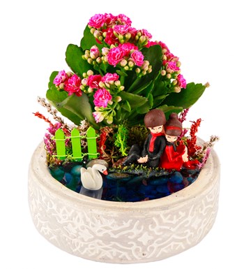 Beton Eskitme Sırt Sırta Kalanchoe Teraryum