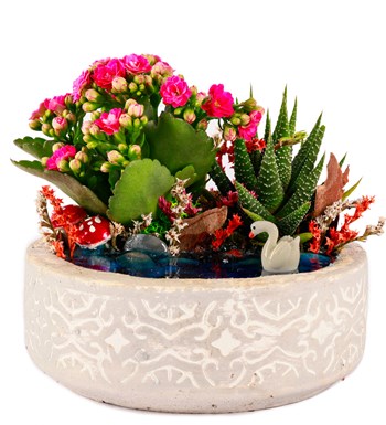 Beton Eskitme Haworthia ve Kalanchoe Teraryum