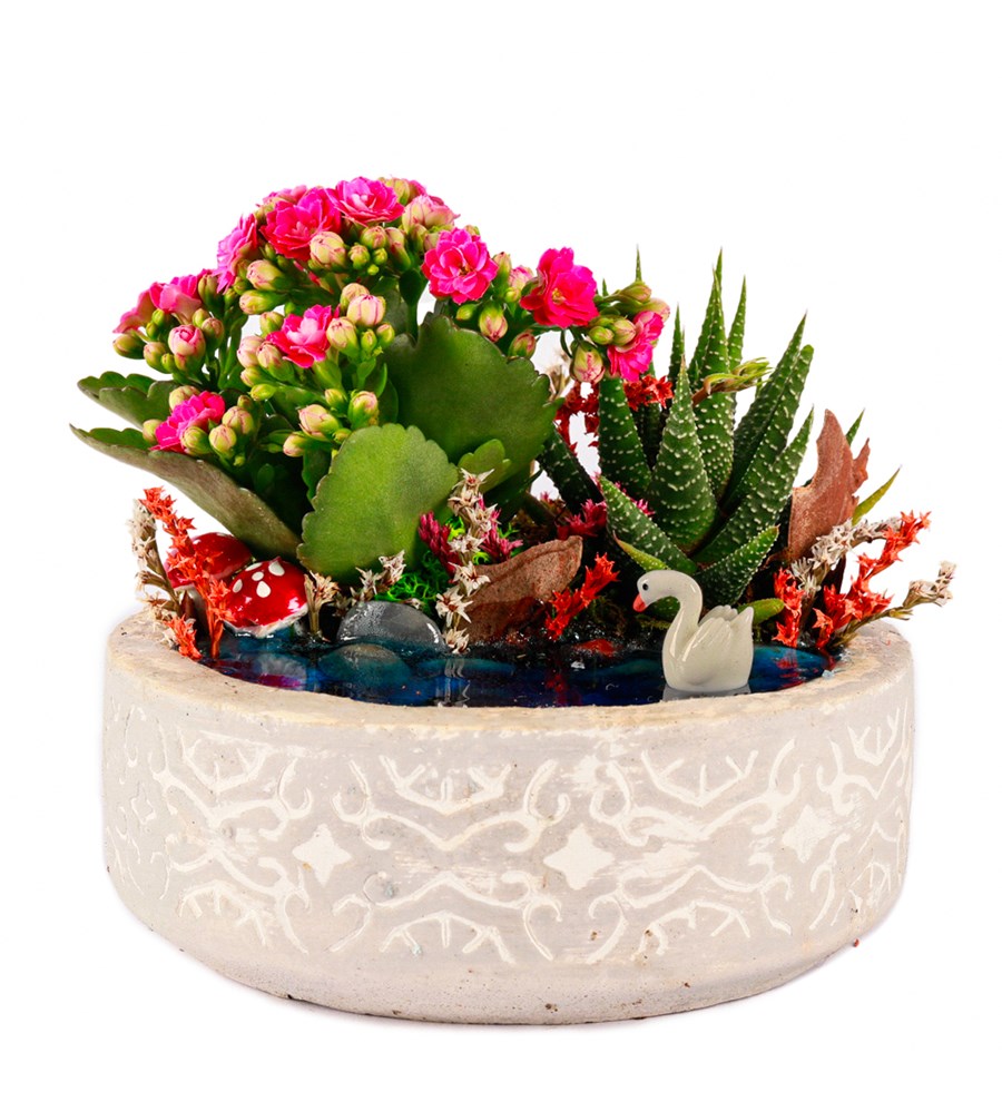 Beton Eskitme Haworthia ve Kalanchoe Teraryum