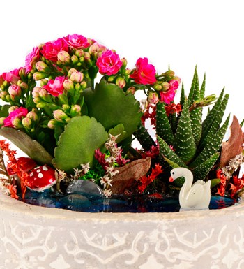 Beton Eskitme Haworthia ve Kalanchoe Teraryum