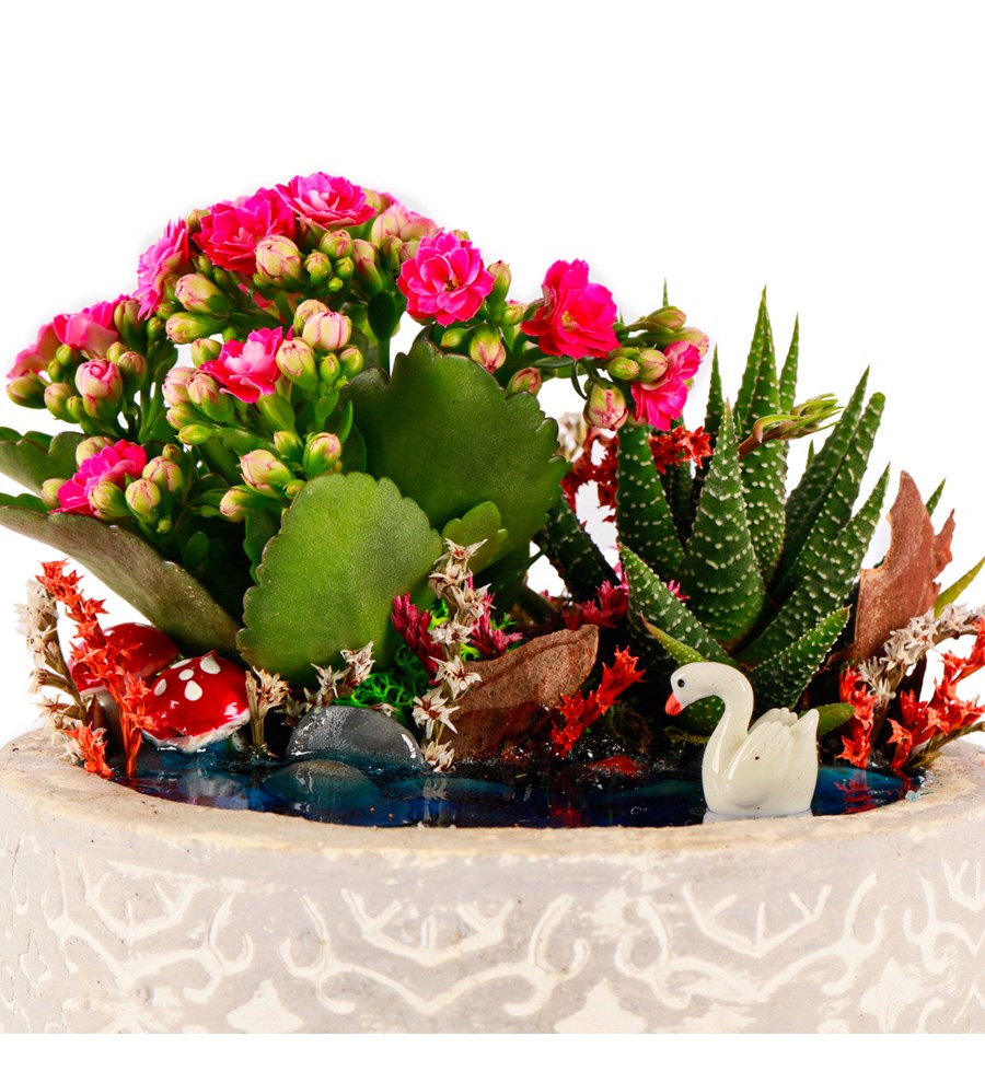 Beton Eskitme Haworthia ve Kalanchoe Teraryum