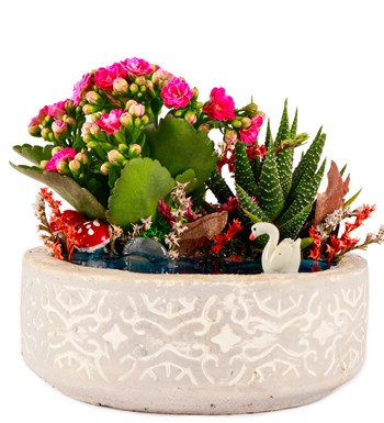 Beton Eskitme Haworthia ve Kalanchoe Teraryum