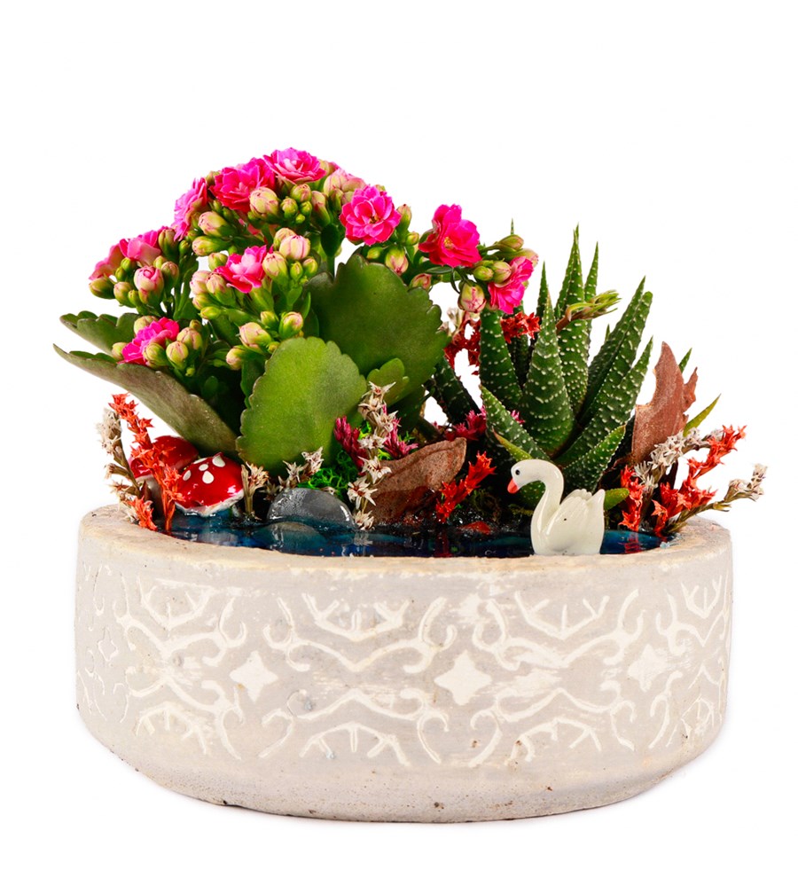 Beton Eskitme Haworthia ve Kalanchoe Teraryum