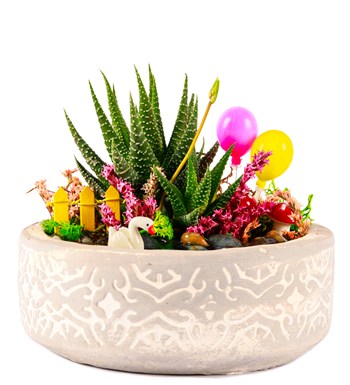 Beton Eskitme Balonlu Haworthia Teraryum