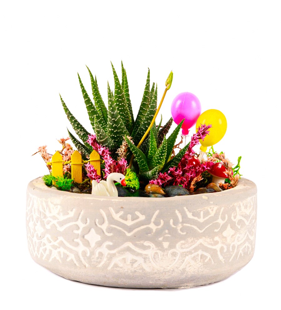 Beton Eskitme Balonlu Haworthia Teraryum