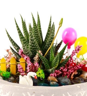 Beton Eskitme Balonlu Haworthia Teraryum