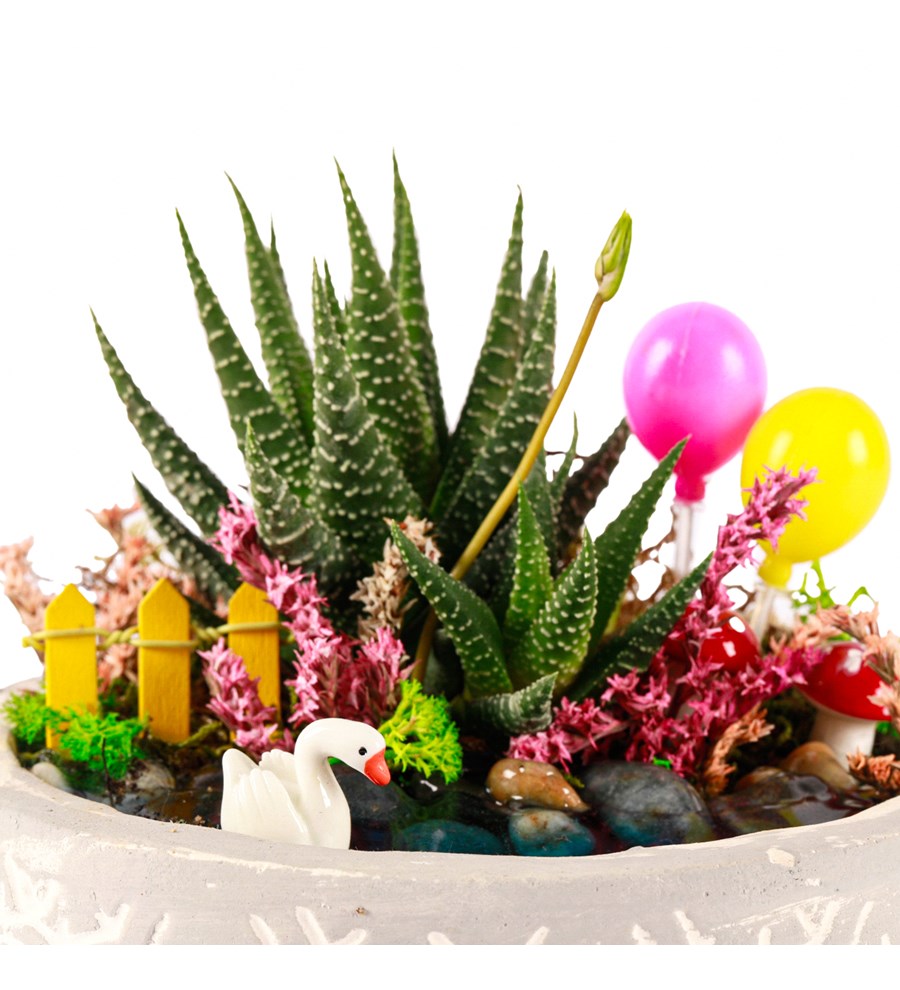 Beton Eskitme Balonlu Haworthia Teraryum