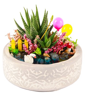 Beton Eskitme Balonlu Haworthia Teraryum