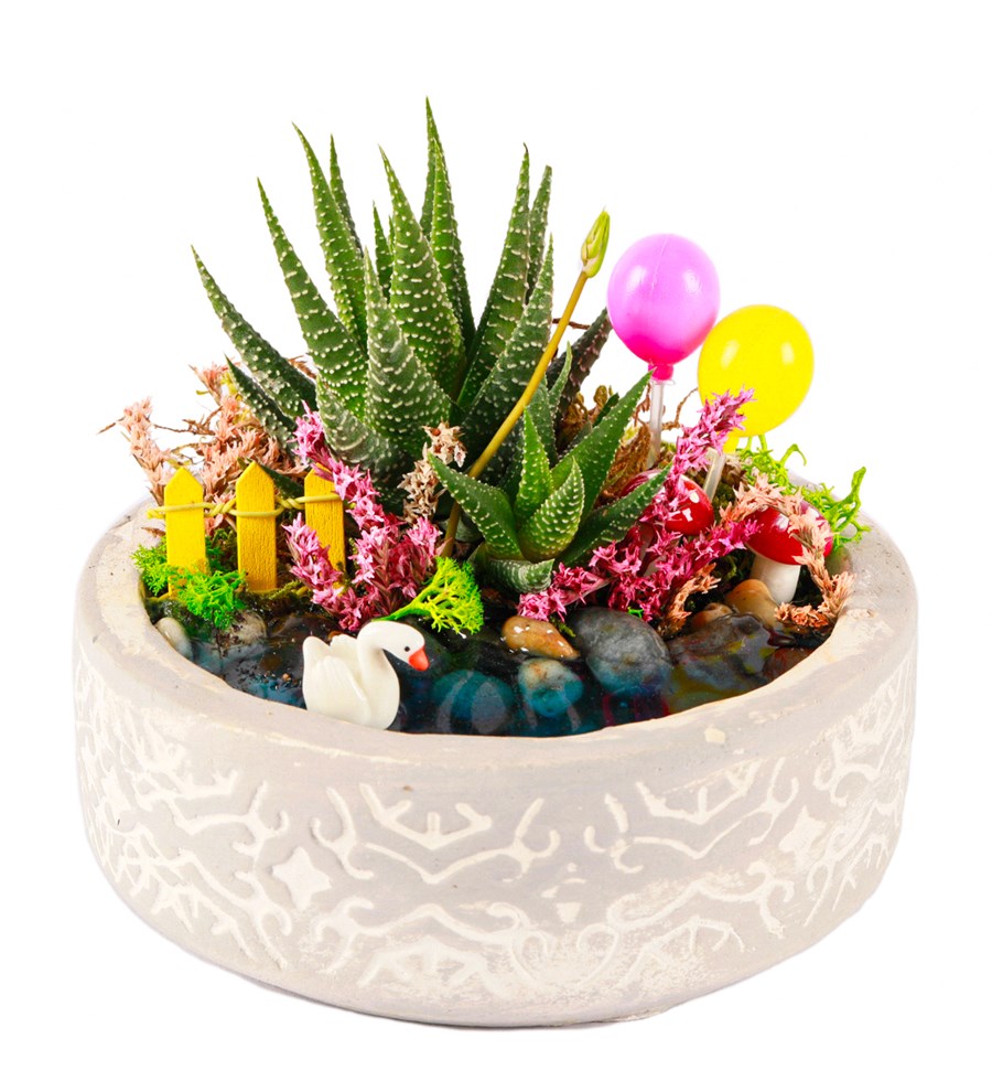 Beton Eskitme Balonlu Haworthia Teraryum