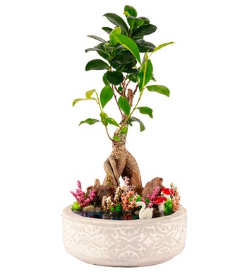 Beton Eskitme Bonsai Teraryum
