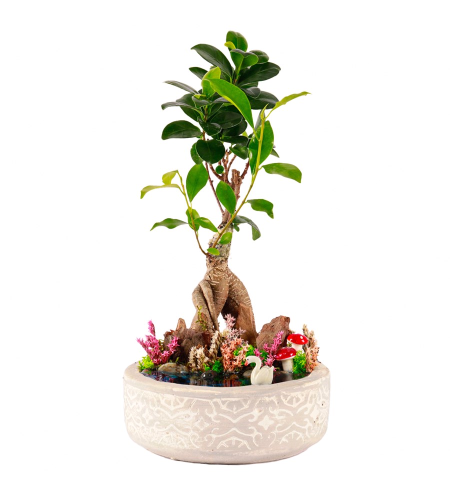 Beton Eskitme Bonsai Teraryum
