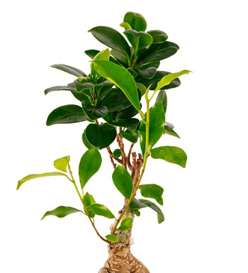 Beton Eskitme Bonsai Teraryum