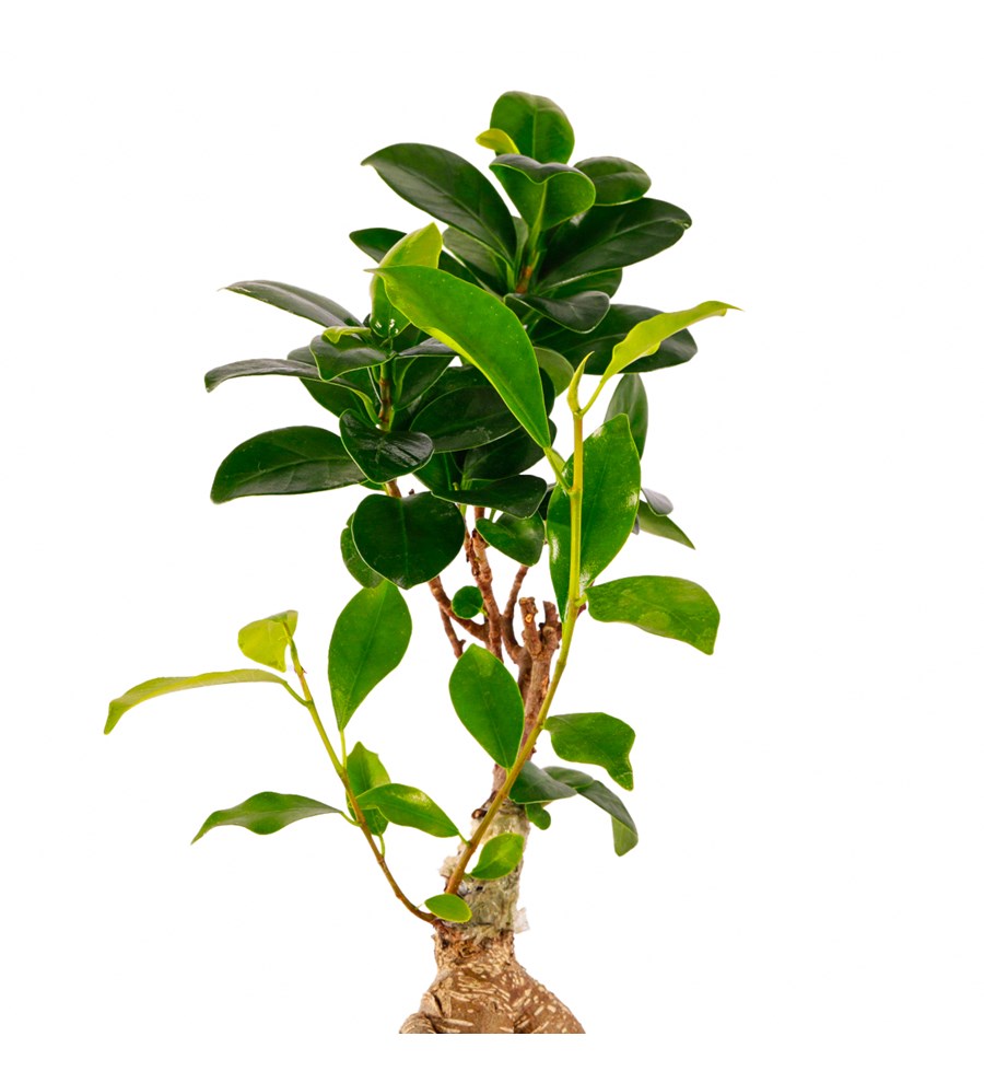 Beton Eskitme Bonsai Teraryum