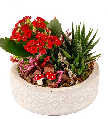 Beton Saksıda Kalanchoe ve Haworthia Tasarım
