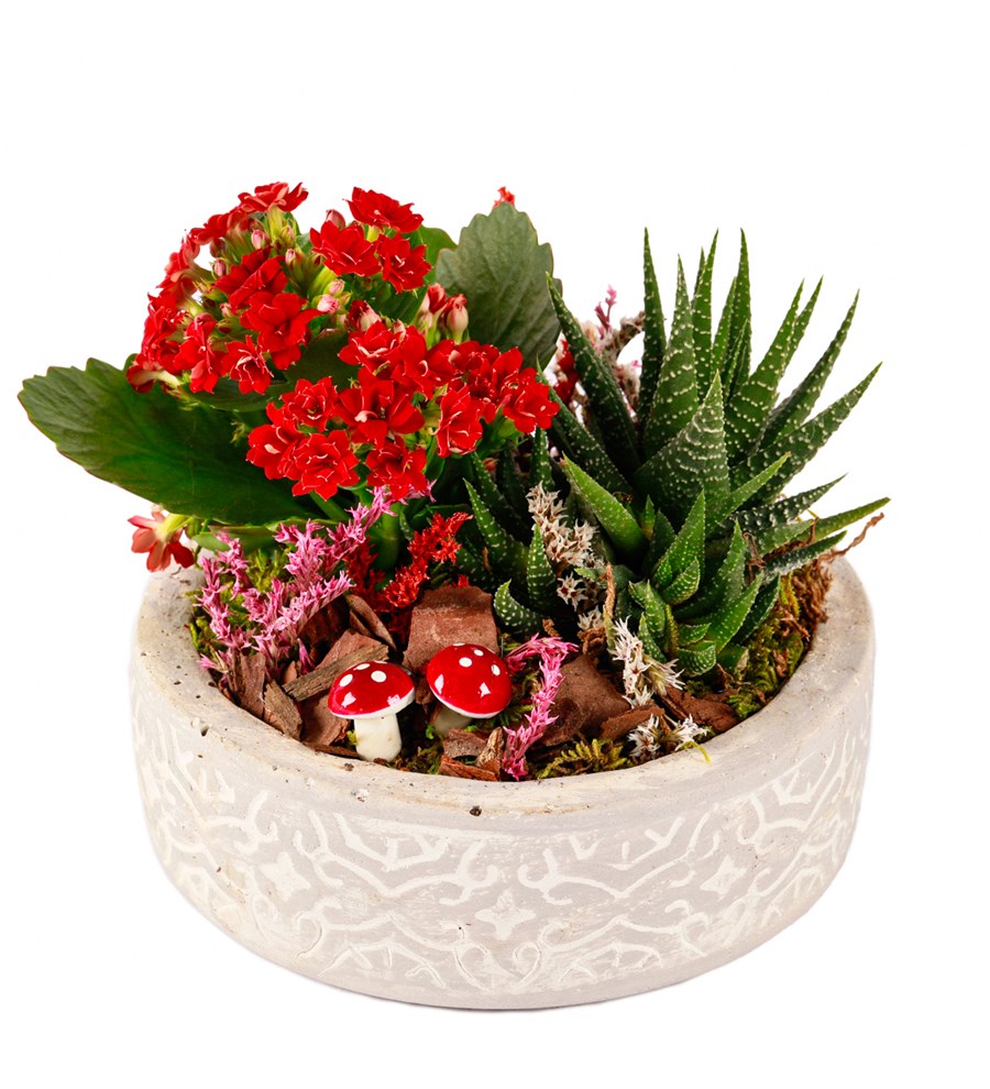 Beton Saksıda Kalanchoe ve Haworthia Tasarım