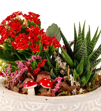 Beton Saksıda Kalanchoe ve Haworthia Tasarım