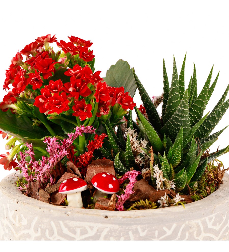 Beton Saksıda Kalanchoe ve Haworthia Tasarım