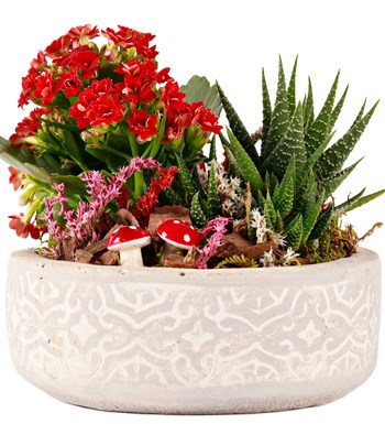 Beton Saksıda Kalanchoe ve Haworthia Tasarım