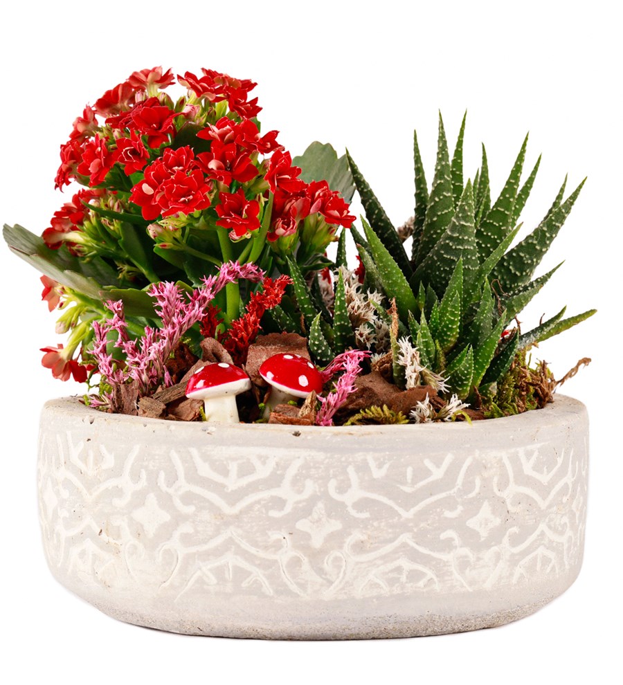 Beton Saksıda Kalanchoe ve Haworthia Tasarım