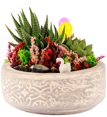 Beton Eskitme Haworthia ve Sukulent Teraryum