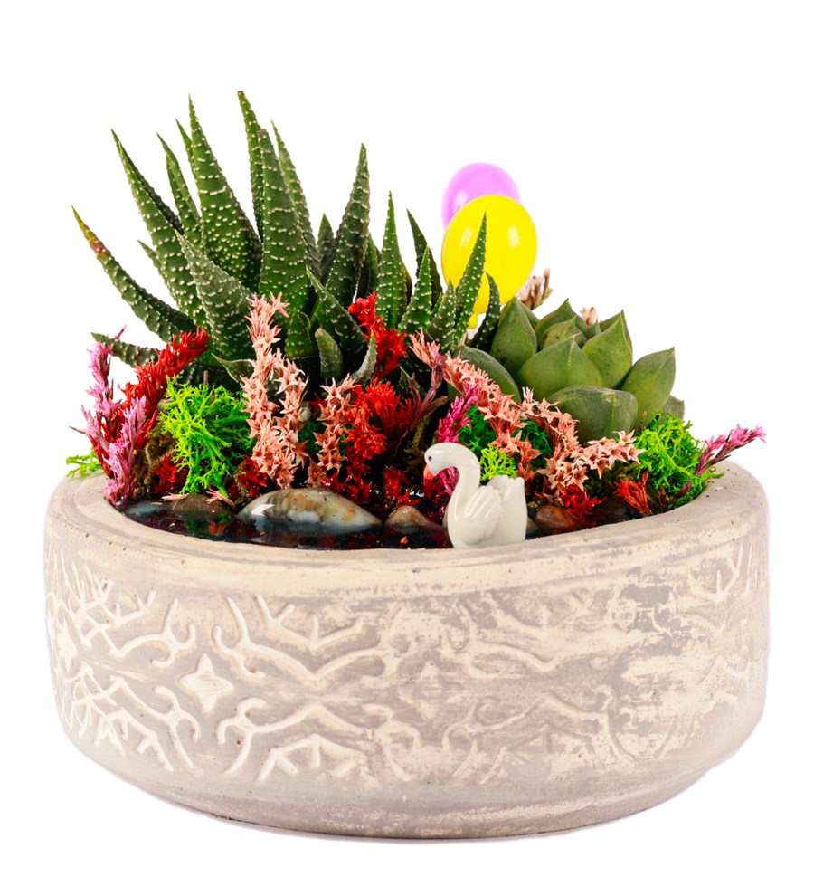 Beton Eskitme Haworthia ve Sukulent Teraryum