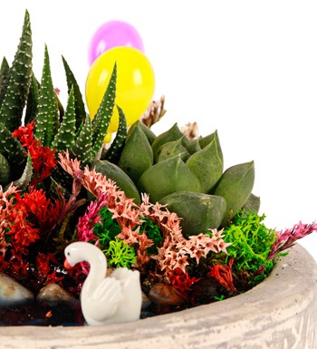 Beton Eskitme Haworthia ve Sukulent Teraryum