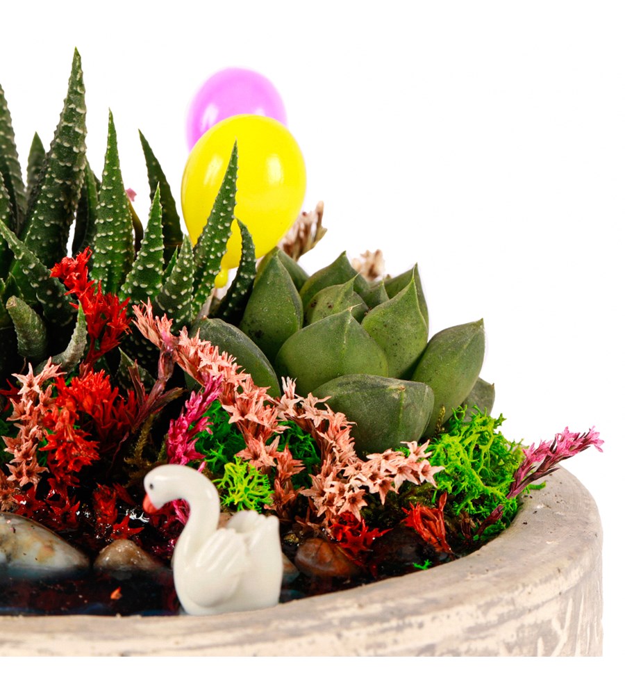 Beton Eskitme Haworthia ve Sukulent Teraryum