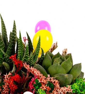 Beton Eskitme Haworthia ve Sukulent Teraryum