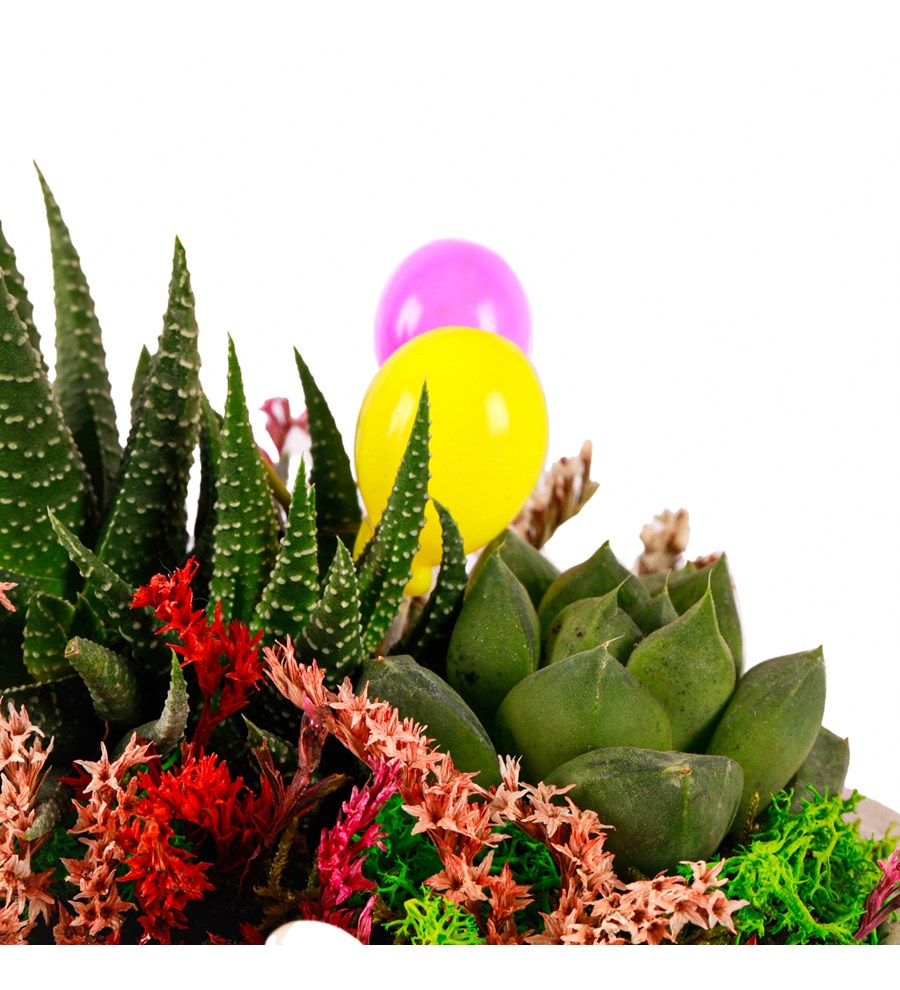 Beton Eskitme Haworthia ve Sukulent Teraryum