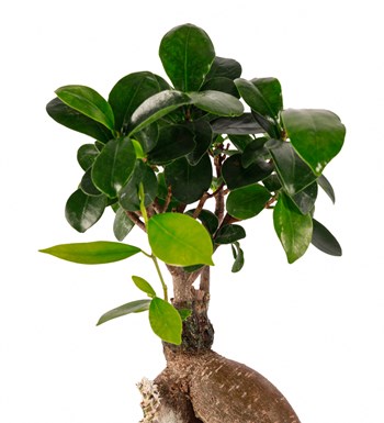 Beton Saksıda Bonsai Tasarım