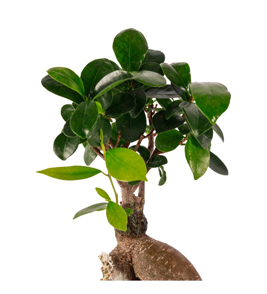 Beton Saksıda Bonsai Tasarım