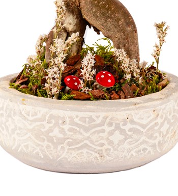 Beton Saksıda Bonsai Tasarım