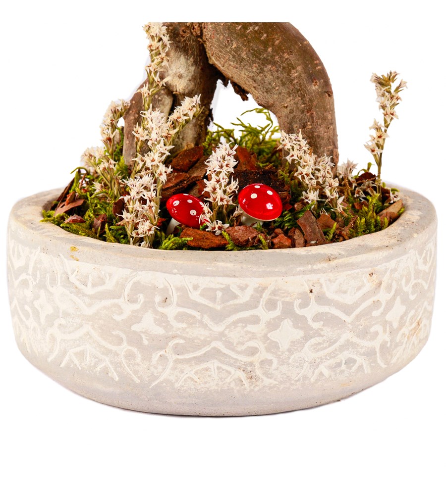 Beton Saksıda Bonsai Tasarım