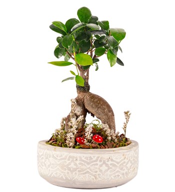 Beton Saksıda Bonsai Tasarım