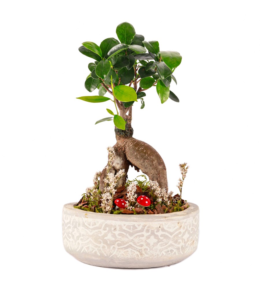 Beton Saksıda Bonsai Tasarım
