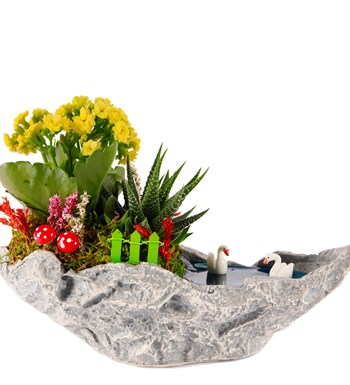 Marineris Serisi Haworthia ve Kalanchoe Teraryum