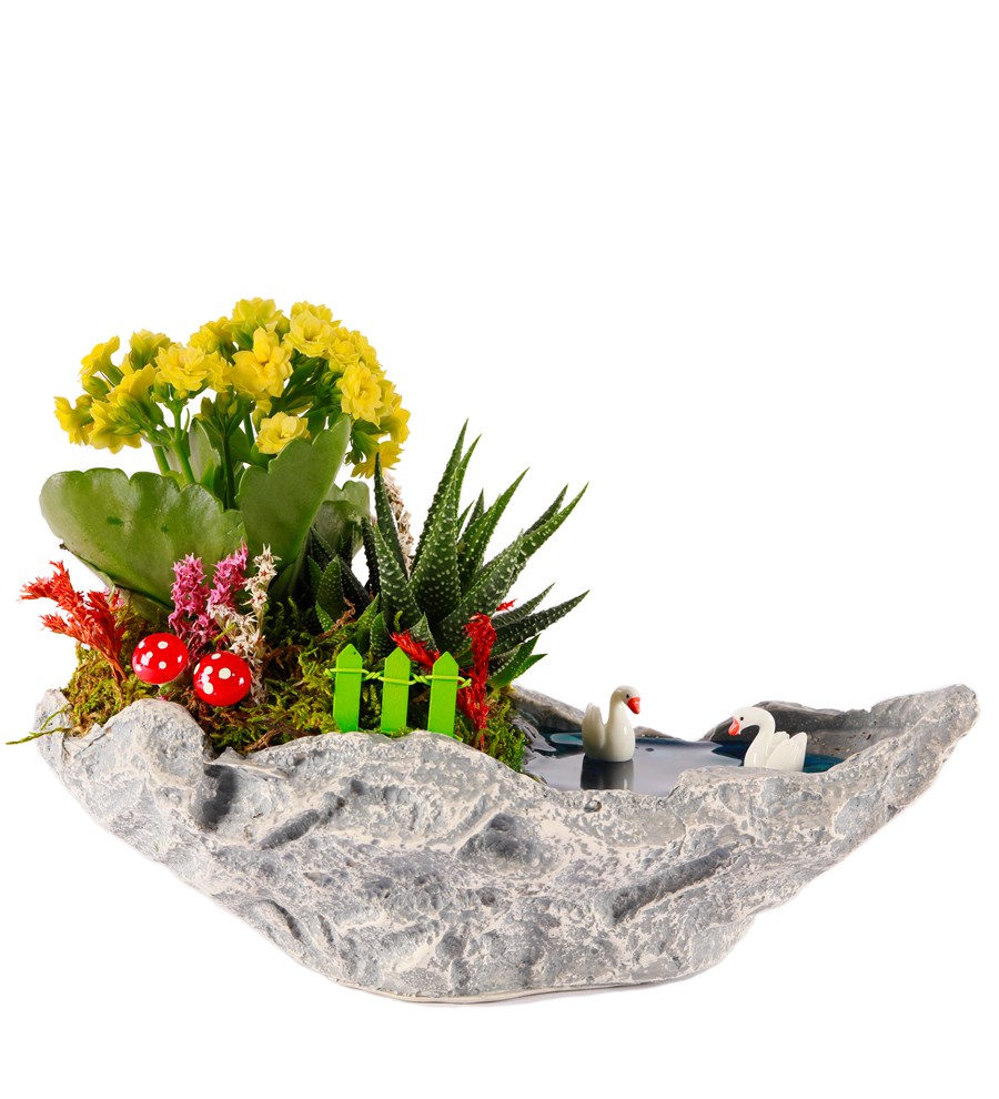 Marineris Serisi Haworthia ve Kalanchoe Teraryum