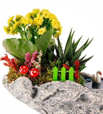 Marineris Serisi Haworthia ve Kalanchoe Teraryum