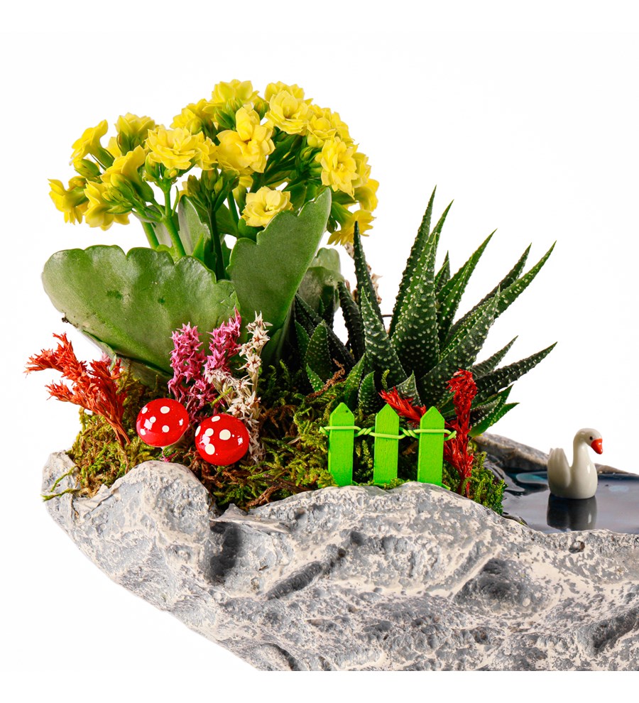 Marineris Serisi Haworthia ve Kalanchoe Teraryum