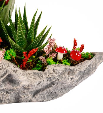 Marineris Serisi Kalanchoe ve Haworthia Tasarım