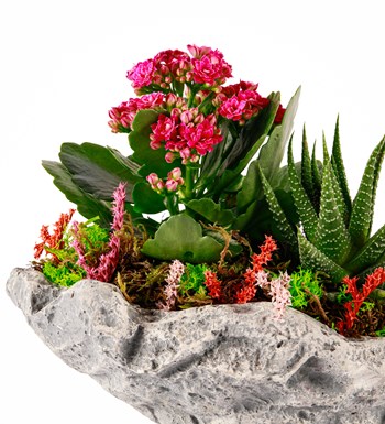 Marineris Serisi Kalanchoe ve Haworthia Tasarım