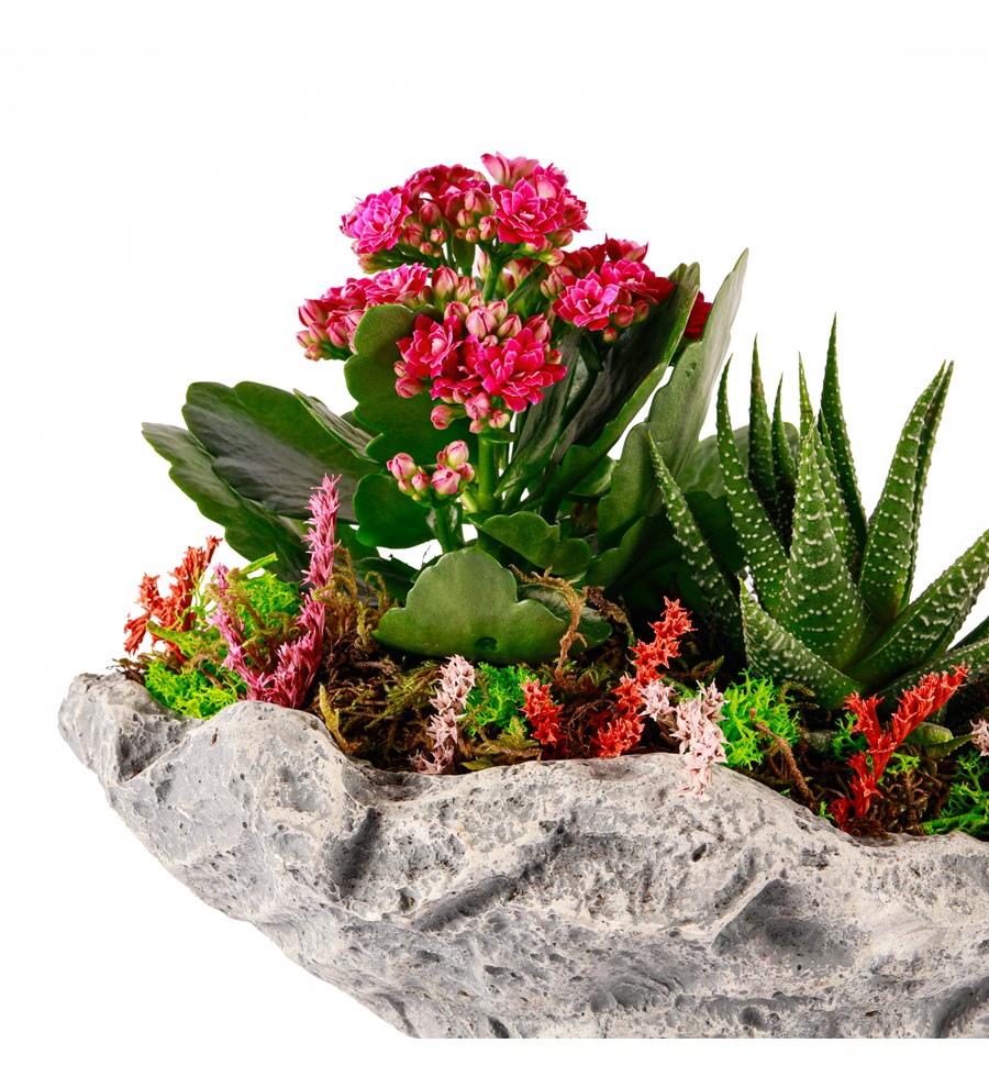 Marineris Serisi Kalanchoe ve Haworthia Tasarım