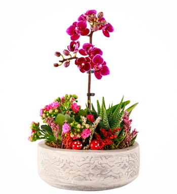 Beton Saksıda Orkide, Kalanchoe ve Haworthia Tasarım