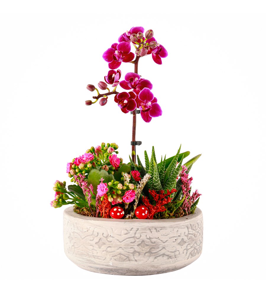Beton Saksıda Orkide, Kalanchoe ve Haworthia Tasarım